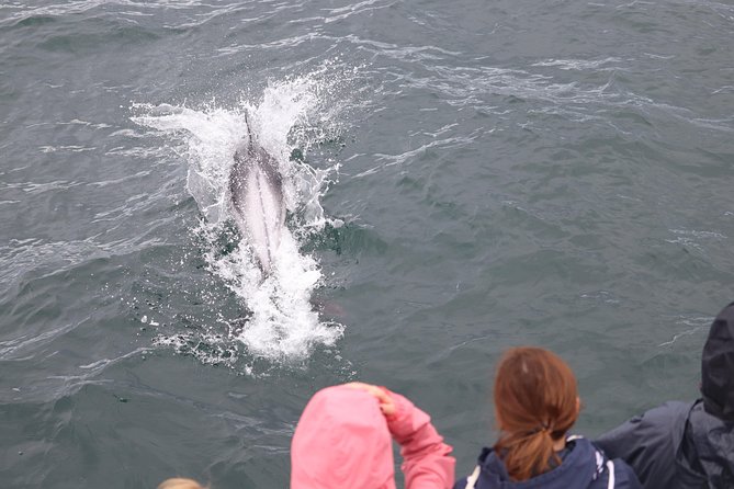 Whale Watching Tour With Professional Guide From Reykjavik - Inclusions and Amenities