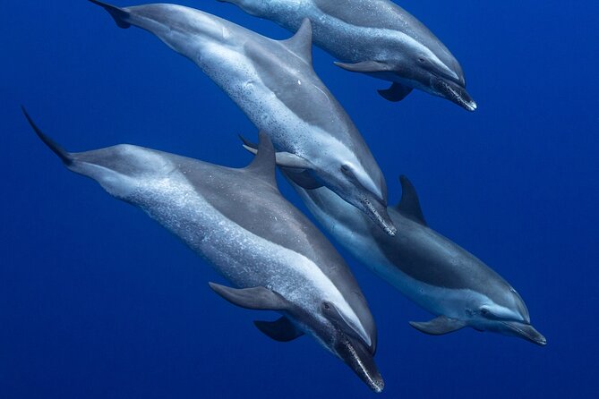 Wild Dolphin Watching and Snorkel Safari off West Coast of Oahu - Tour Details and Amenities