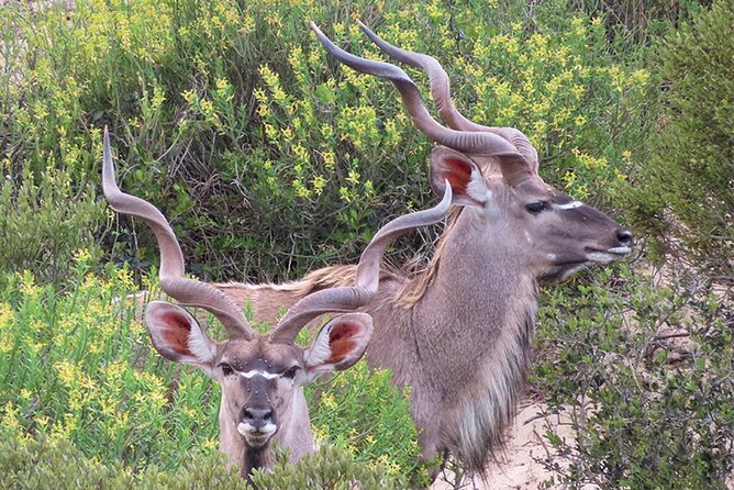 Wildlife Safari, Olive, Beer and Wine Tasting Day Tour From Cape Town - Pickup and Start Time