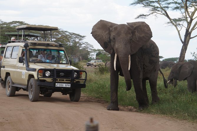 3 Days Serengeti and Ngorongoro Crater Safari From Mwanza to Arusha - Key Points