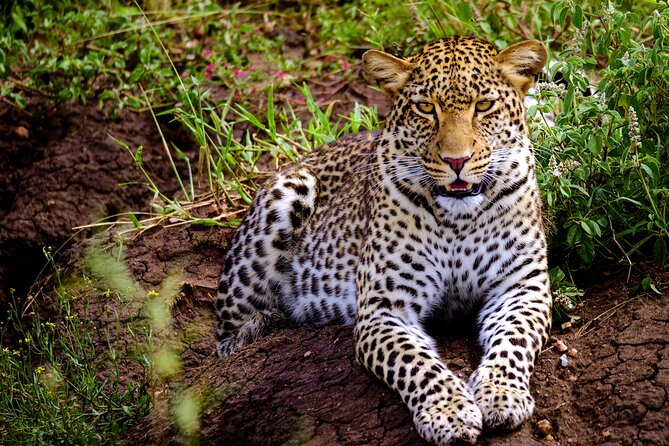 10-Day Predators Tanzania Safari Luxury Package - Meeting and Pickup