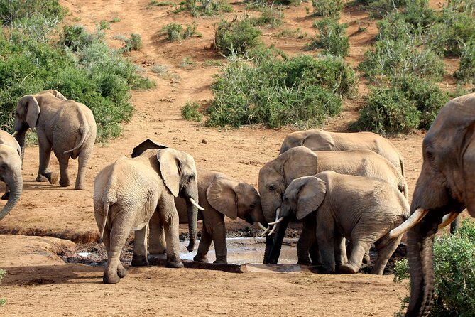 2 Day Addo Elephant Park Safari - Included Activities