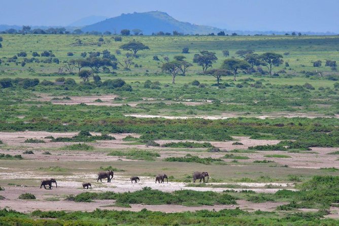 2 Days Amboseli Private Safari - Accessibility and Participation