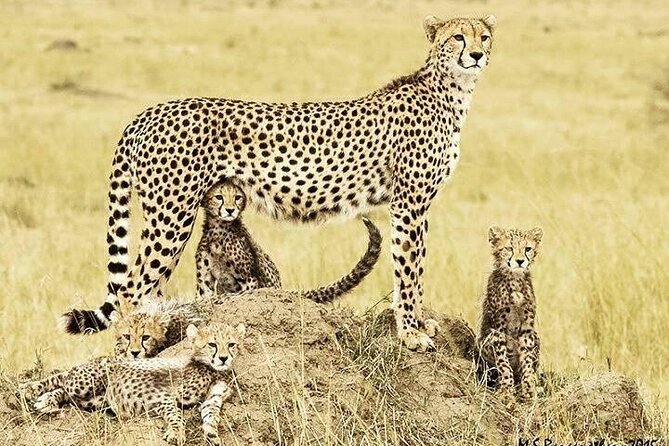 3 Day Maasai Mara Shared Safari - Itinerary and Schedule