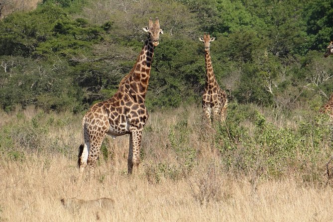 3 Days Durban Safari Tour Package - Pickup and Schedule