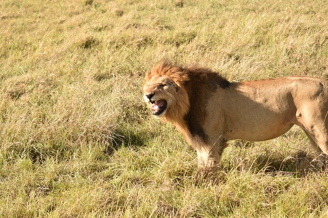 3 Days Gamedrive Safari In Masai Mara From Nairobi - Cancellation Policy