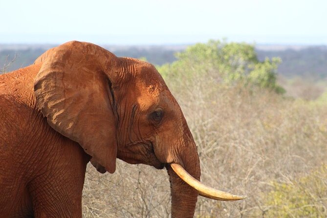 3 Days Safari Tsavo East and Taita Hills (Saltlick Lodge) - Exploring Taita Hills Conservancy