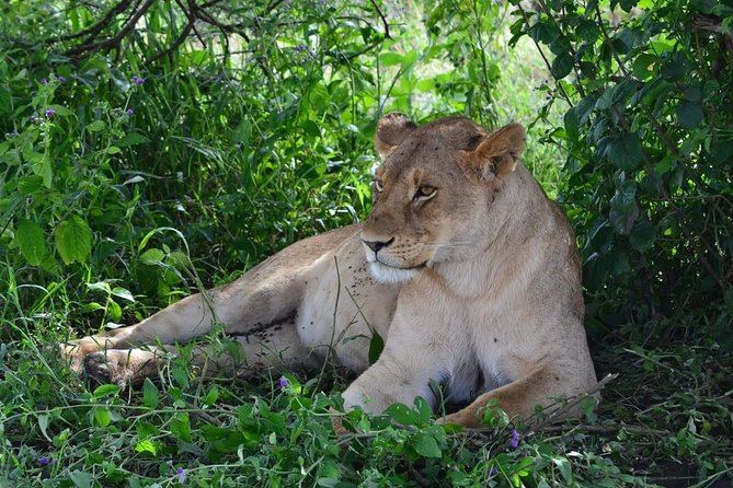 3 Days Serengeti & Ngorongoro Tour - Wildlife Highlights