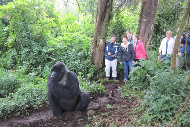 3 Days Uganda Gorilla Trekking Safari - Pickup and Start Time