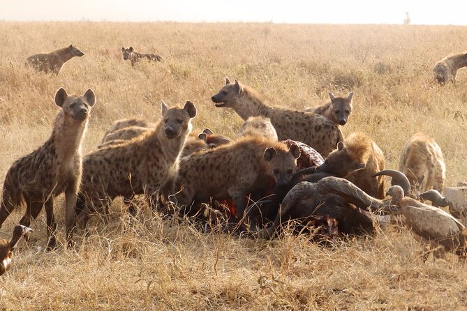 4 Day Serengeti and Ngorongoro Crater - Tented Camp Experience