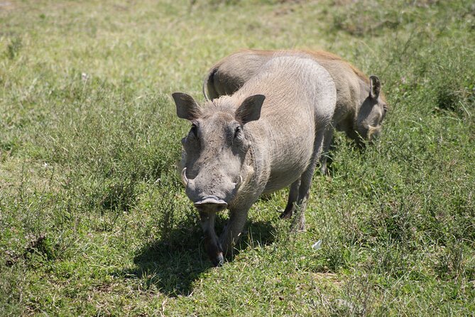 4-Day Tour to Tanzanias National Parks - Spotting the Iconic Big 5