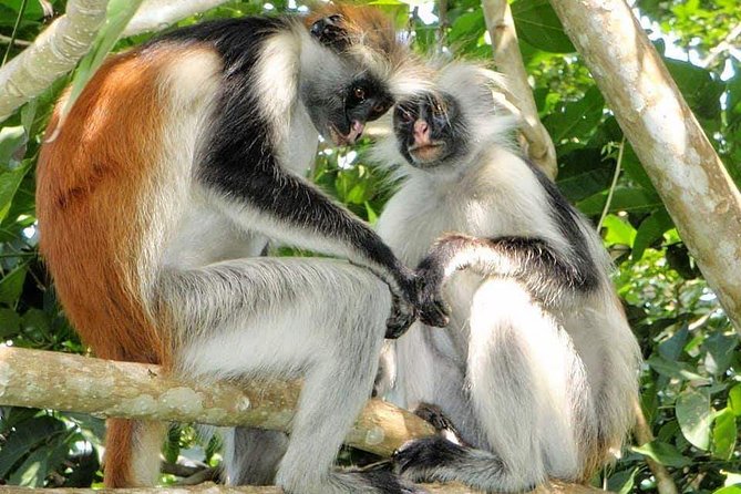 4 Days Joined Group Safari Serengeti,Ngorongoro and Tarangire National Parks - Booking Information