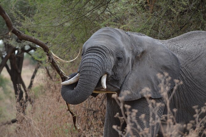 4 Days Tanzania Lodge Safari With Two Nights at Serengeti - Pickup and Dropoff