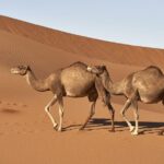 4x4 South Morocco And Sahara Desert Private Tour Inclusions And Highlights