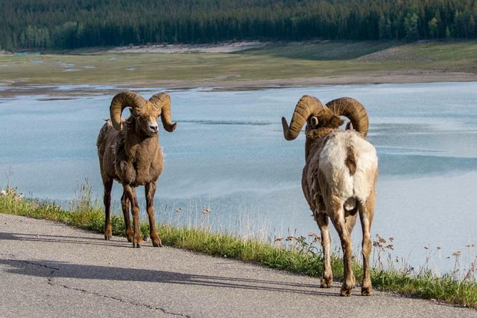 5.5-Hour Jasper Wildlife and Waterfalls Tour With Maligne Lake Cruise From Jasper - Visiting Maligne Canyon