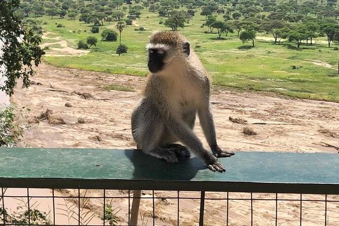 5-Day Ngorongoro Crater and Lake Manyara Safari From Arusha - Included in the Tour