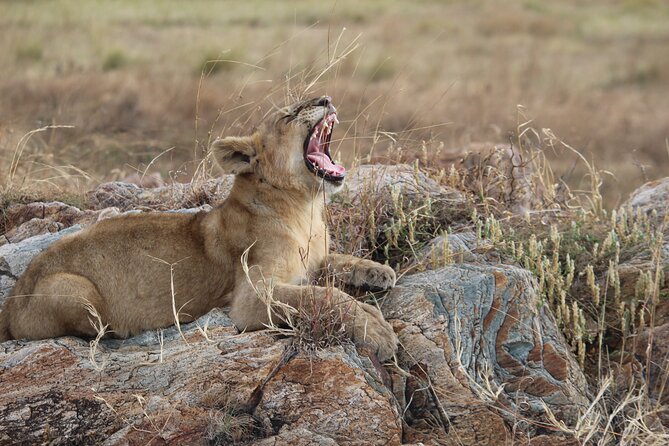 5 Days Best of Tanzania Luxury Safari Northern Circuit - Dining Experiences