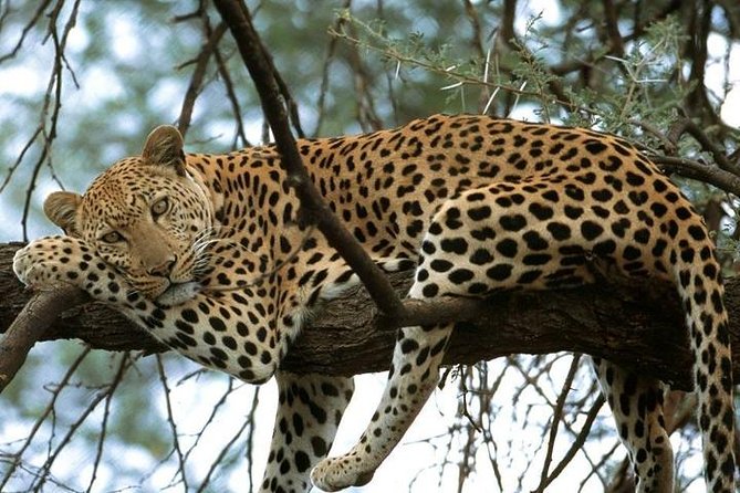 5 Days Tarangire, Serengeti, Ngorongoro & Manyara Budget Lodge Safari Tour - Accommodation Options