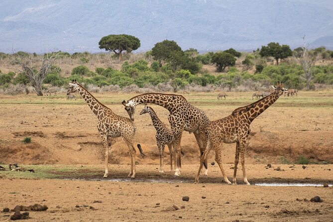 5HRS Nairobi National Park Early Morning Private Tour 4x4 Vehicle - Inclusions