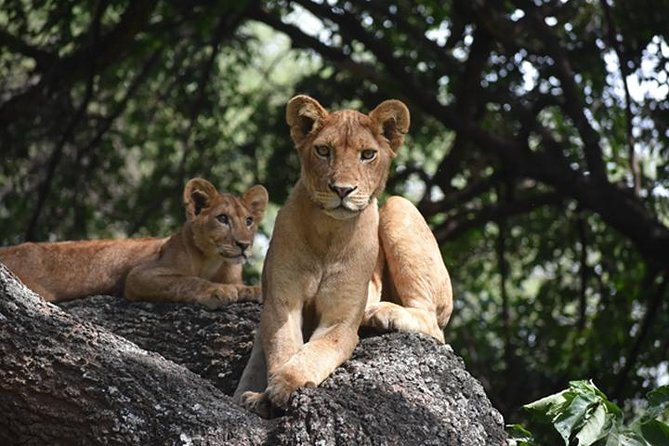 6 Days: Classic Camping( Tarangire, Manyara, Serengeti And Ngorongoro). - Group Size