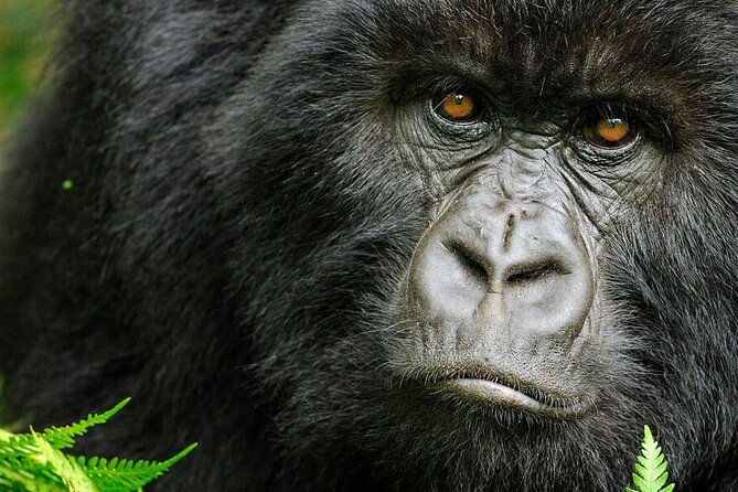 8-Day Murchison Falls, Chimp and Epic Gorilla Trekking - Chimpanzee Trekking