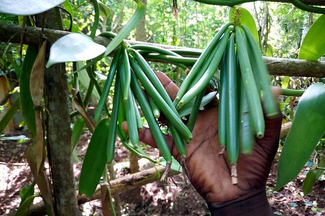 A Private Full Day Tour To Stone Town & Spice Farm - Tour Accessibility