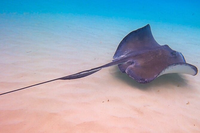 Acquarius Stingray City and Snorkel Tours - Meeting and Pickup Arrangements