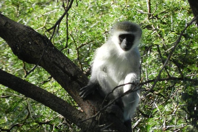 Addo Elephant National Park From Port Elizabeth - FD01 - Knowledgeable Driver/Guide