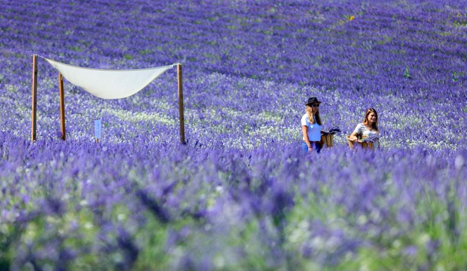 Aix-en-Provence: Visit to the Lavender Fields - Lavender Field Immersion Experience