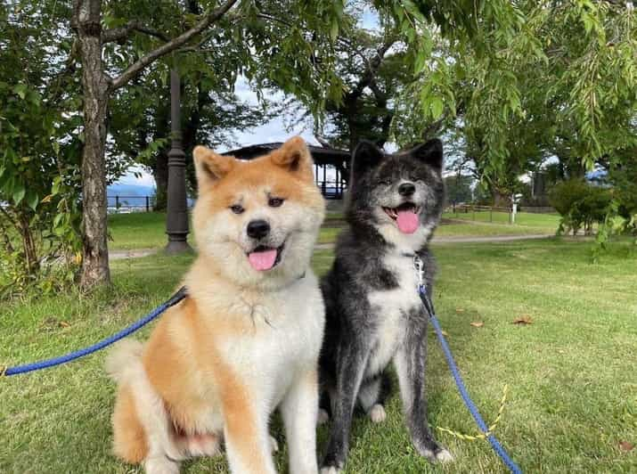 Akita Dog Day Review: A Must-Attend Event - Travel Information