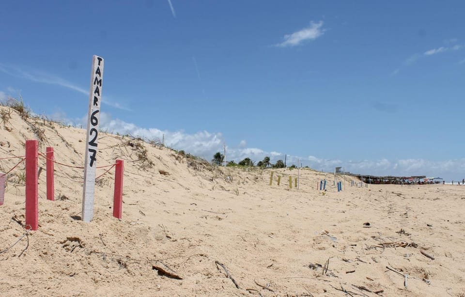 Aracaju: Tour to Saco Beach - Experience Highlights