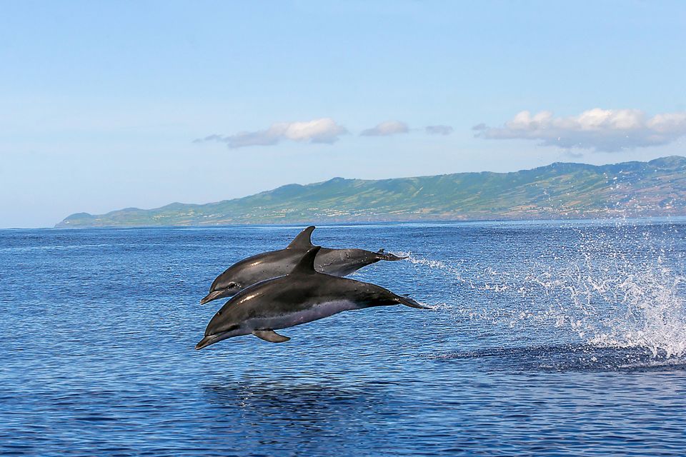 Azores: Whale Watching and Islet Boat Tour - Islet Boat Cruise