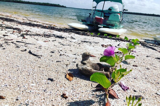 Backwater Adventures CraigCat Tours of the 10,000 Islands - Wildlife Viewing Opportunities