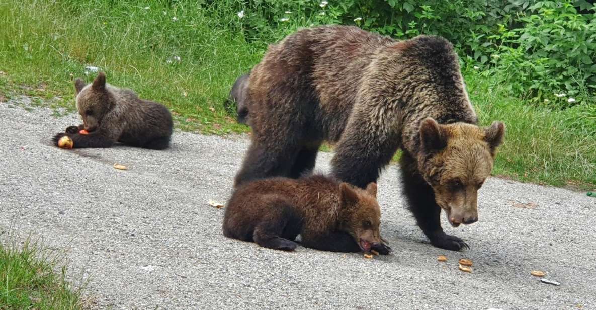 Bears Sanctuary, Bran Castle and Brasov City - Private Tour - Libearty Bear Sanctuary