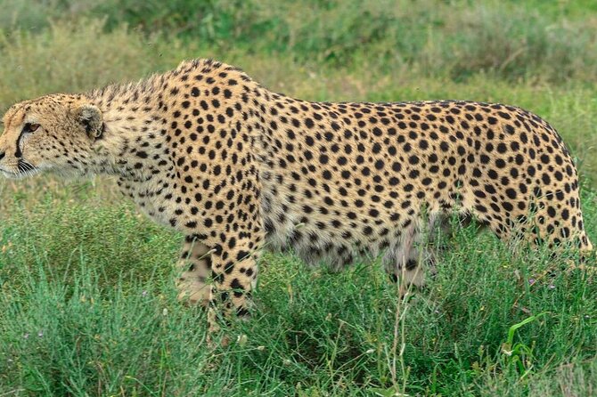 Big Five Luxury Safari in Tanzania - Sightseeing and Activities