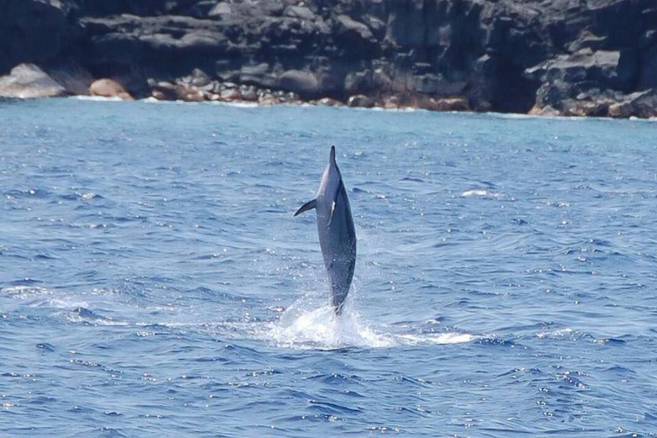 Big Island: Kealakekua Bay, Captain Cook & Marine Life Tour - Meeting Point