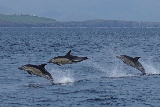 Blasket Island Eco Tour. - Marine Wildlife Encounters