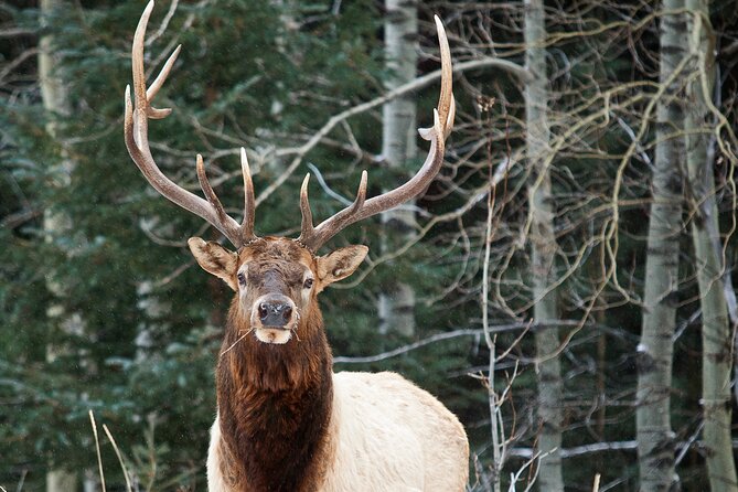 Canmore: Wilderness & Wildlife Hiking Tour - 3hrs - Tour Group Size and Accessibility