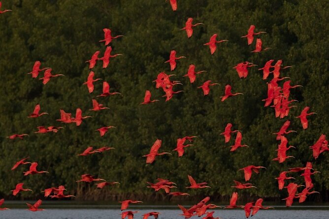 Caroni Swamp Wildlife Tour - Spotting Trinidads National Bird