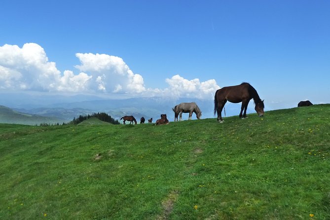 Carpathians in Romania: Bucegi Natural Park With Native Spanish Guide. - Meeting Details