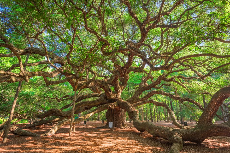 Charleston: Wadmalaw Island Wine Tasting and Tea Garden Trip - Availability and Booking