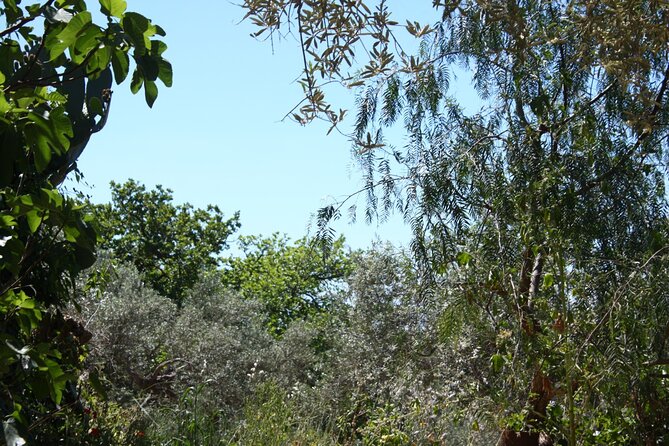 Cooking Class in the Countryside With Simona - Exploring Sicilian Culinary Traditions