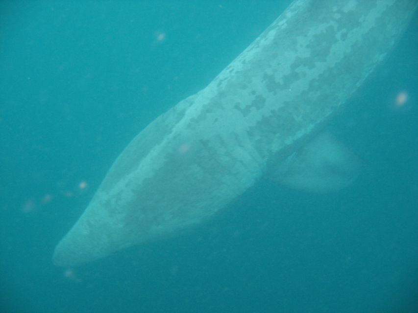 County Cork: Whale & Dolphin Watching Boat Trip - Meeting Point and Directions