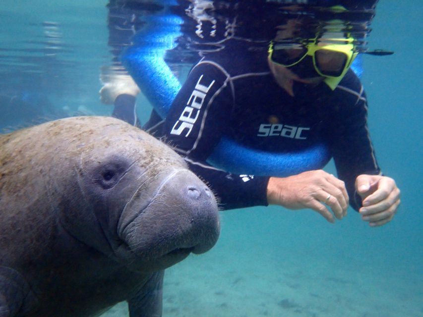 Crystal River: Manatee Snorkel Tour W/ In-Water Photographer - Highlights and Experience