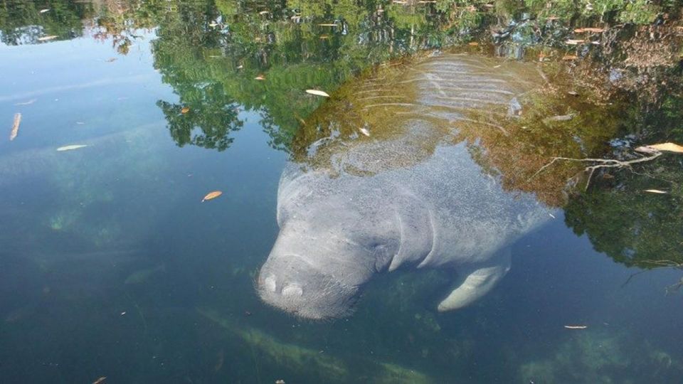 Crystal River: Manatee Viewing Cruise - Tour Details and Inclusions