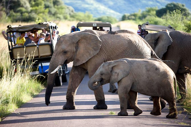 Daily Pilanesberg National Park Private Shuttle Services - Customer Reviews and Experiences