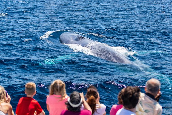 Dana Point Dolphin and Whale Watching Eco-Safari - Marine Life and Habitats