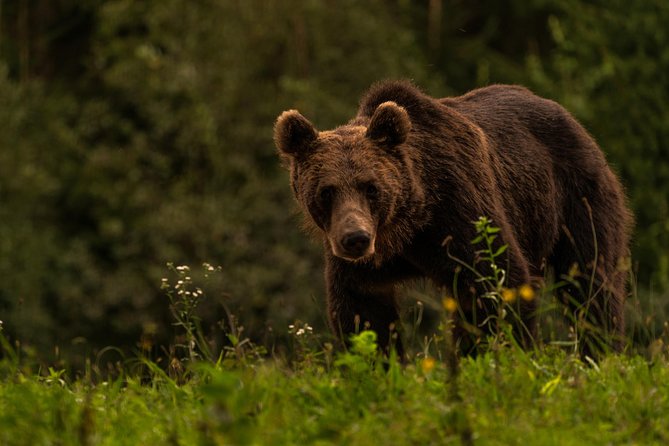 Day Trip & Bear Watching in the Land of Volcanoes - Traveler Reviews