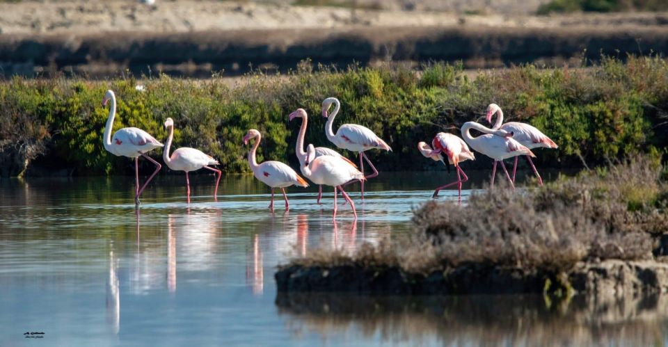 Day Trip to Aveiro (The Venice of Portugal) + River Cruise - Guided Tour of Costa Nova Do Prado