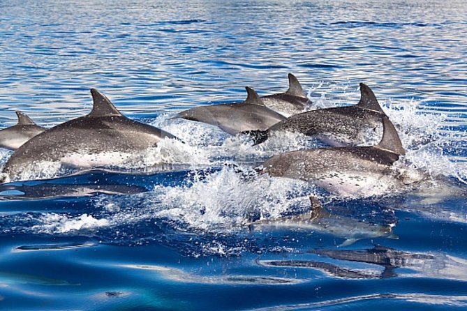 Dolphin and Whale Watching Cruise From Puerto Rico, Gran Canaria - Pickup and Meeting Point